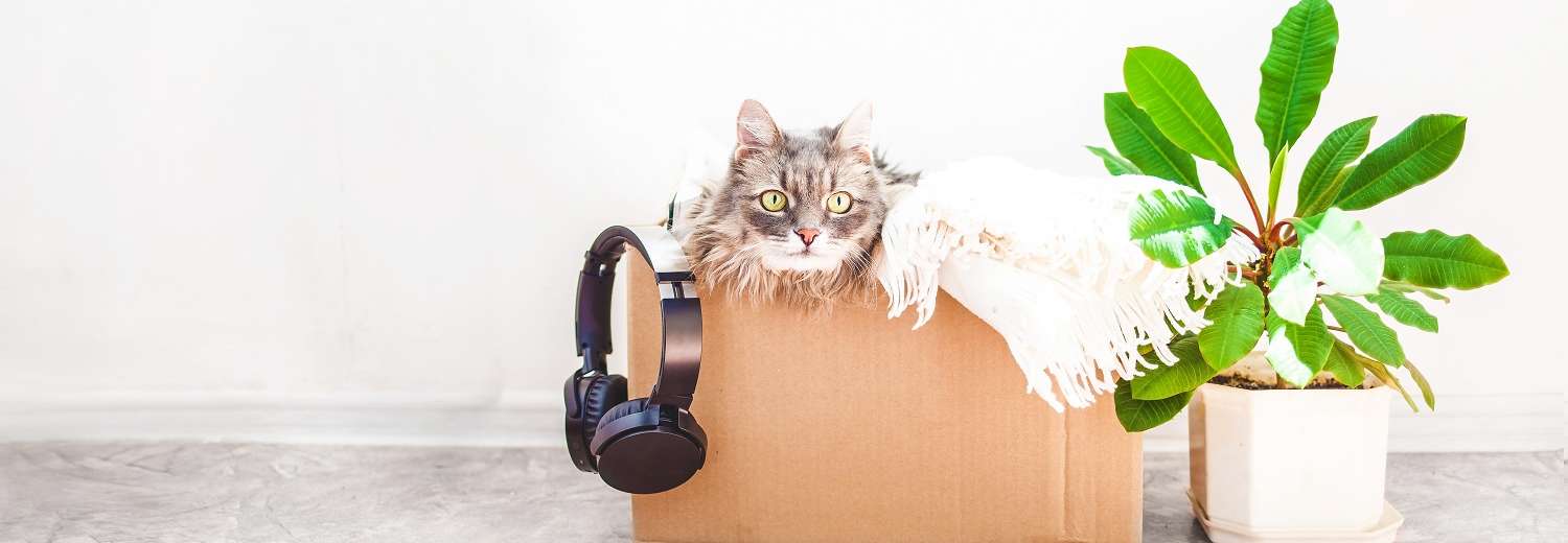 9 Easy Tips For Moving With Pets
