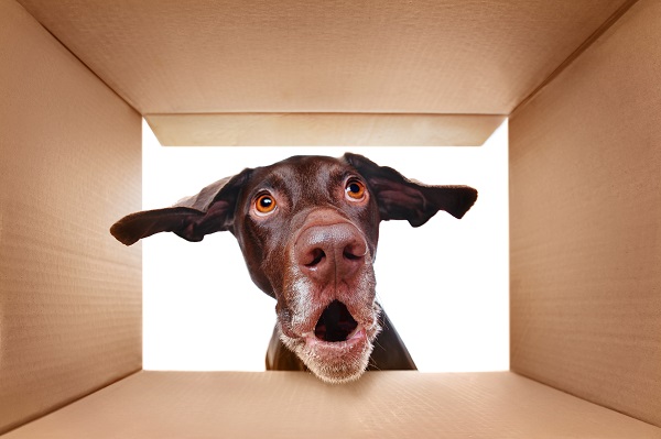 Dog Looking In A Box