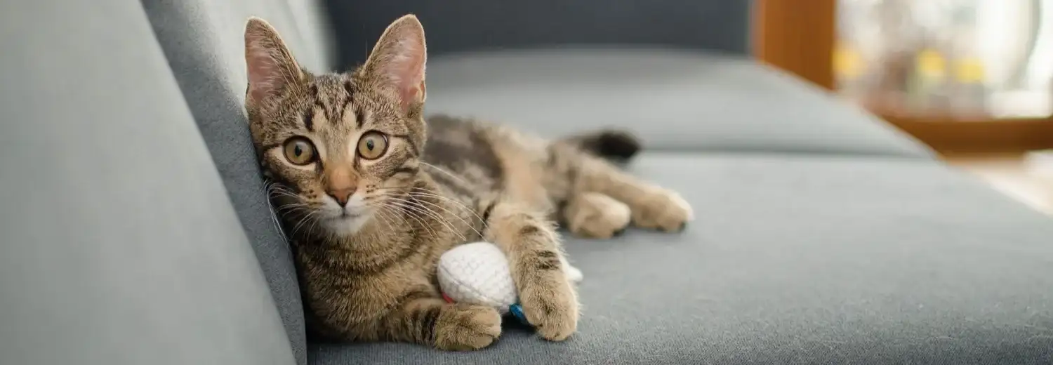 15 Tips For Moving House With Cats