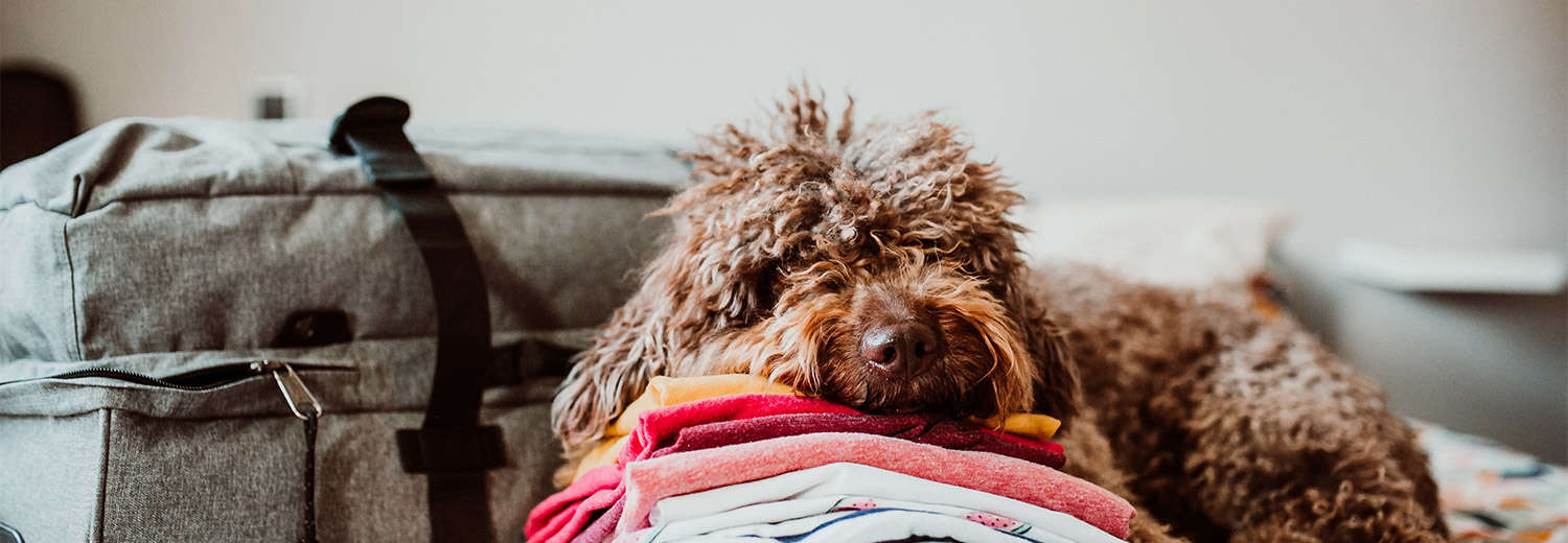 19 Easy Tips For Moving House With A Dog