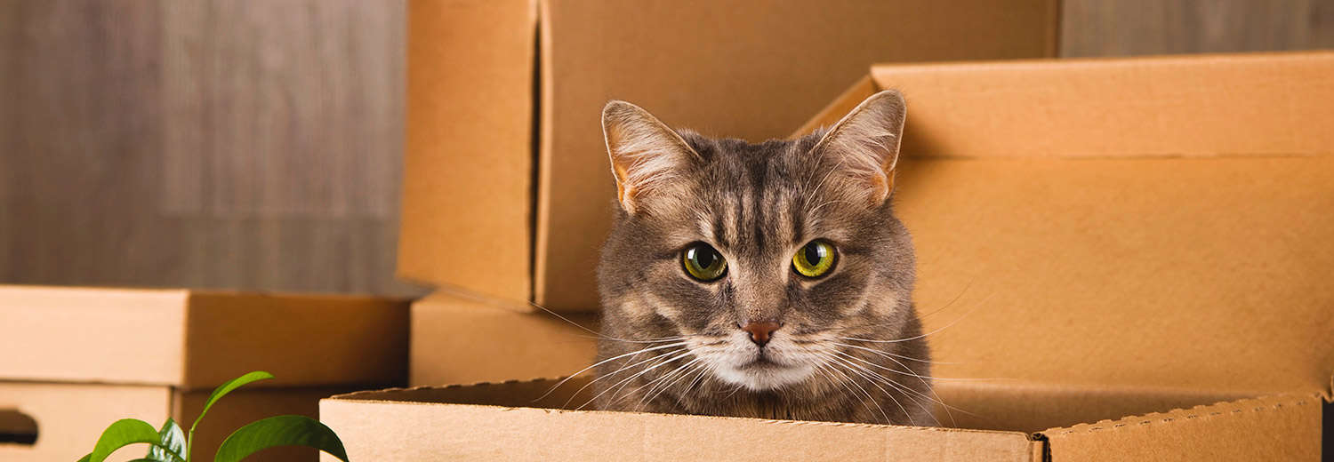 15 Handy Tips For Moving House With A Cat